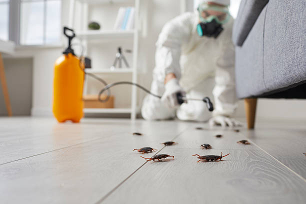 Affordable Termite Control solutions in Anniston, AL